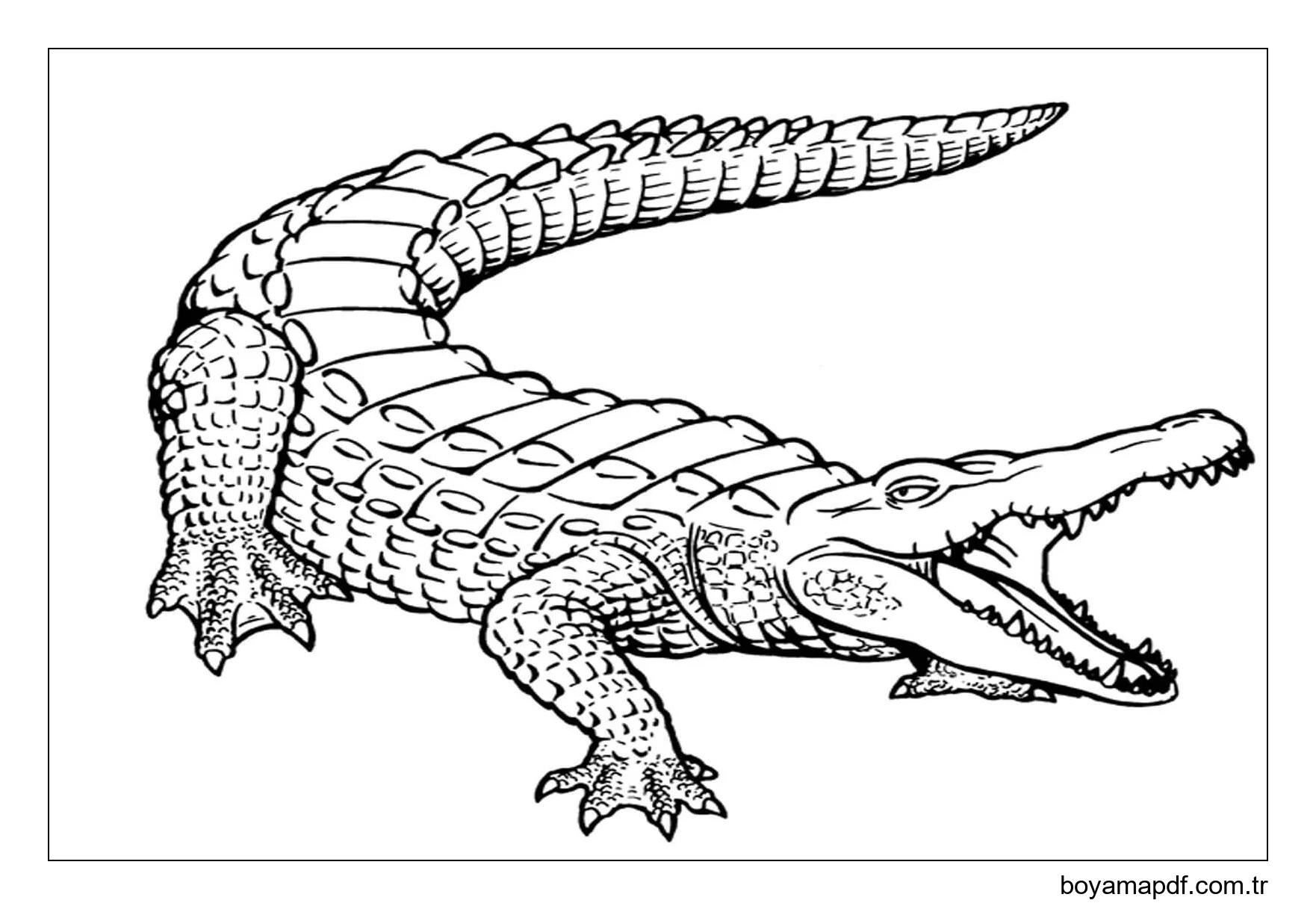 Basit Timsah Boyama Sayfası