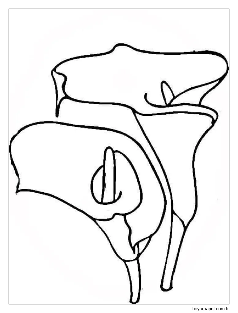 Basit Zambaklar Boyama Sayfası