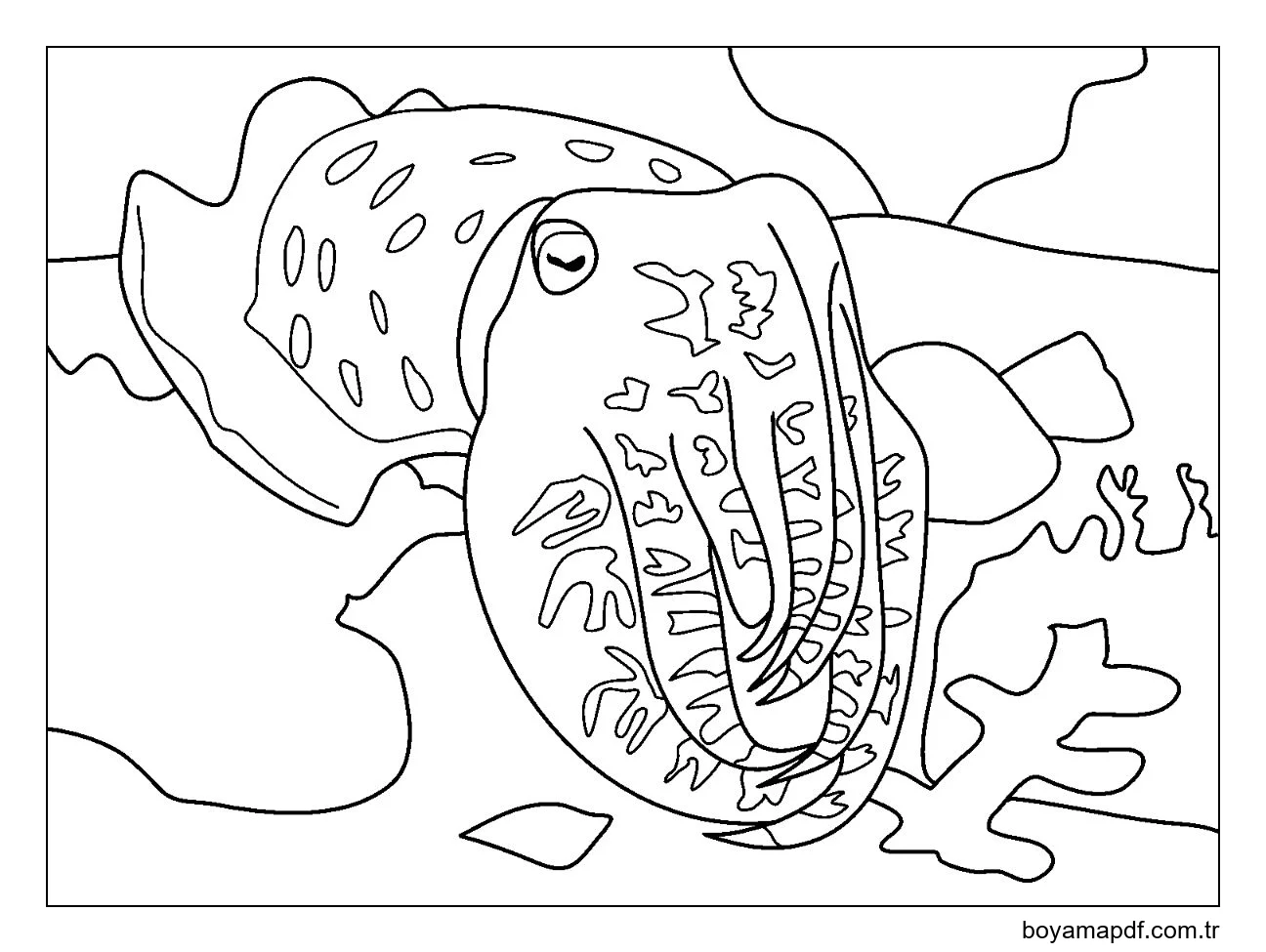 Bir Mürekkepbalığı Boyama Sayfası