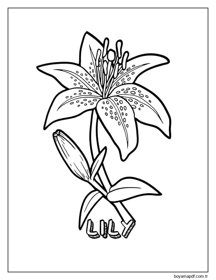 Bir Zambak Boyama Sayfası