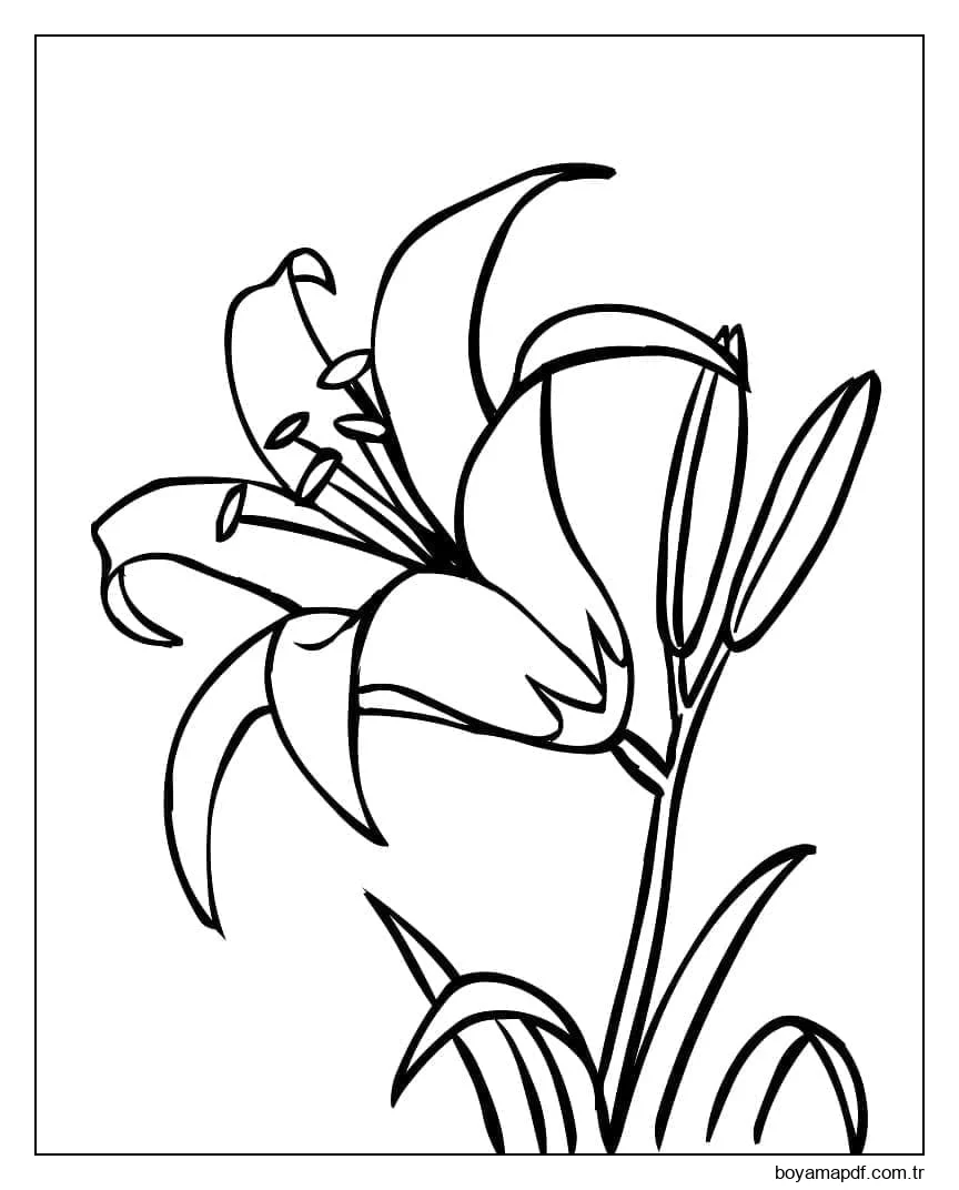 Güzel Lily Ücretsiz Boyama Sayfası