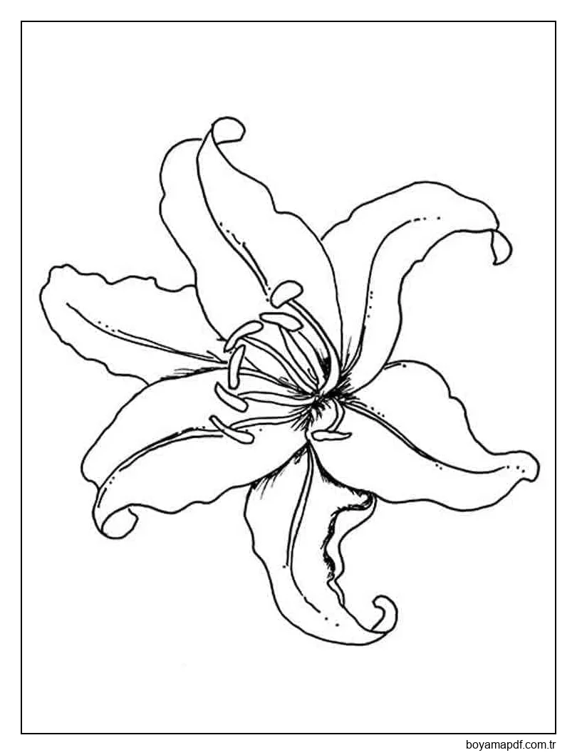 Güzel Zambak Boyama Sayfası