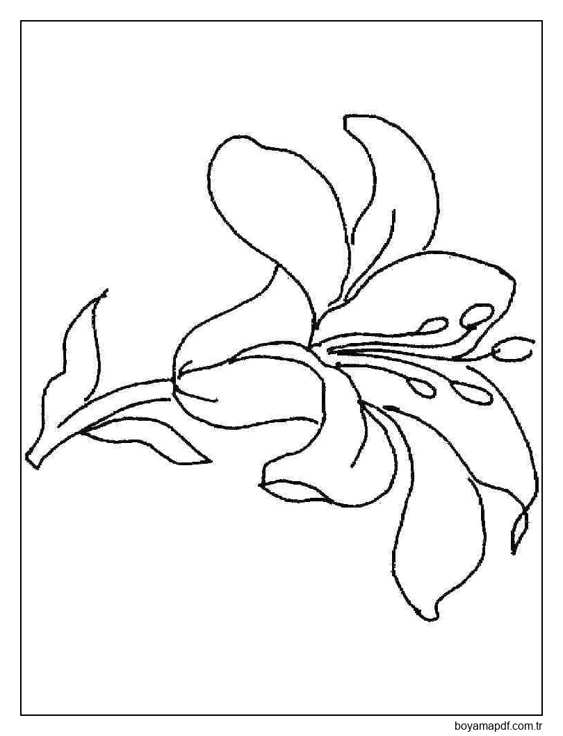 Güzel Zambak Çiçeği Boyama Sayfası