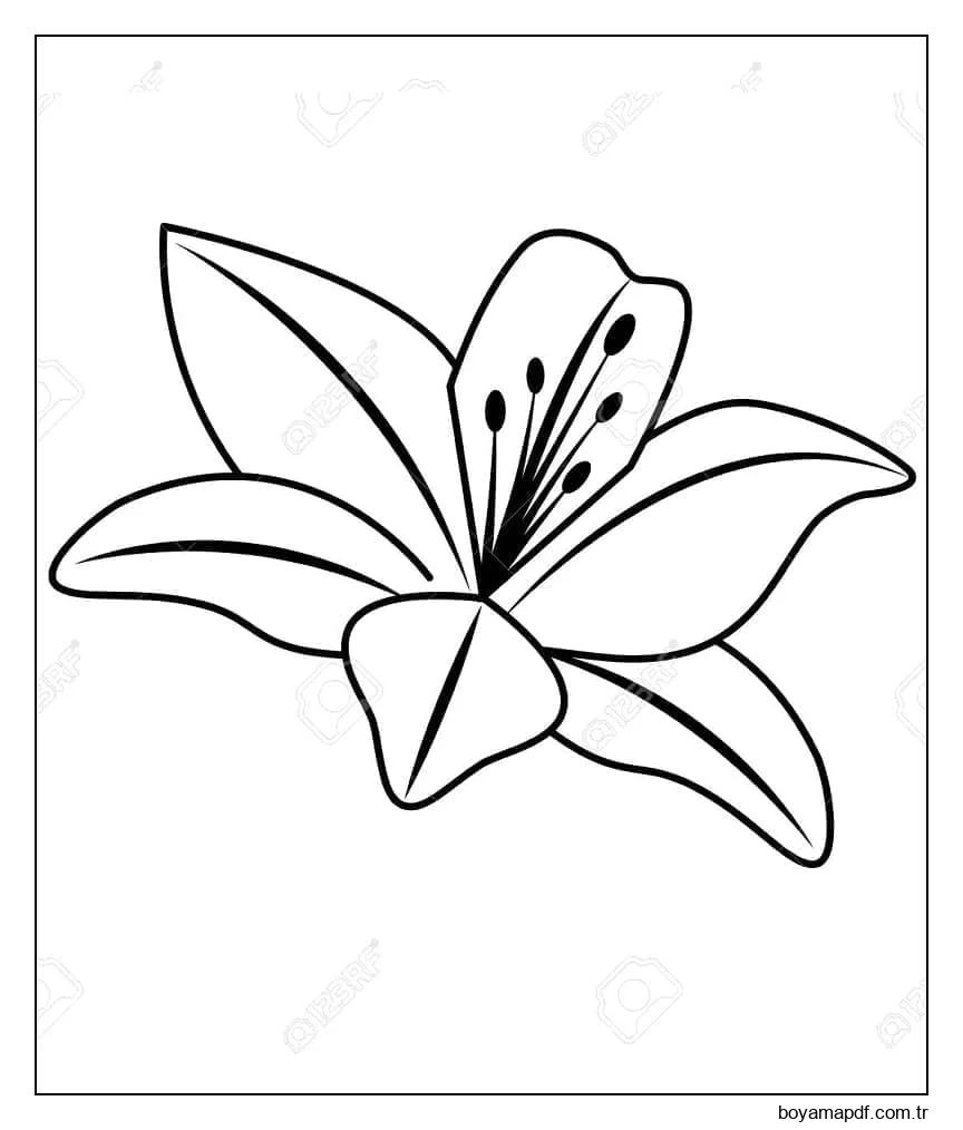 Güzel Zambak Çiçeği Sevimli Boyama Sayfası