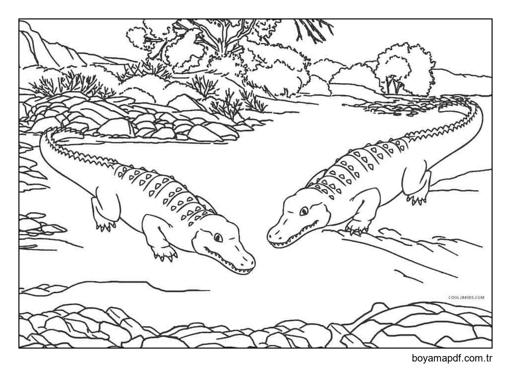 Iki Timsah Boyama Sayfası