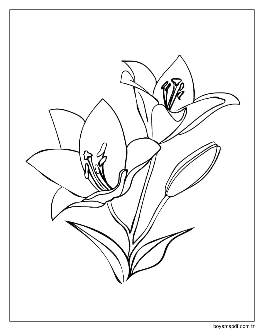 Iki Zambak Çiçek Boyama Sayfası