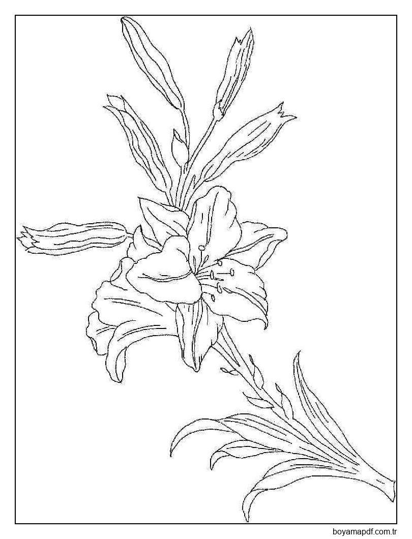 İnanılmaz Zambaklar Boyama Sayfası