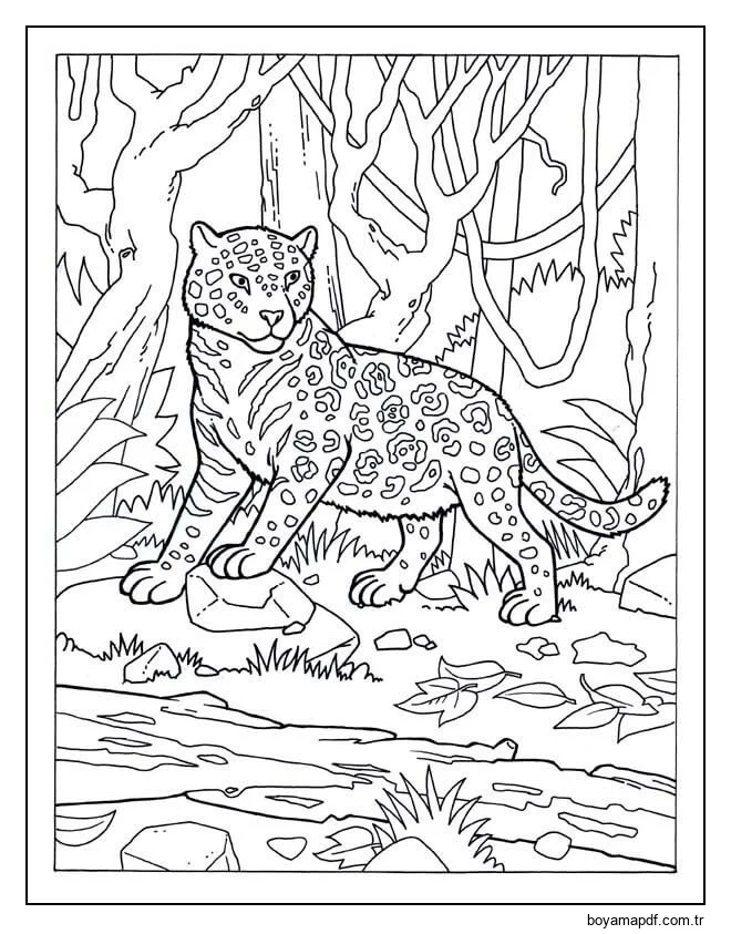 Jaguar Akıntıya Yakın Boyama Sayfası