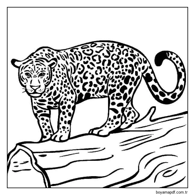 Jaguar Avlanmaya Hazır Boyama Sayfası
