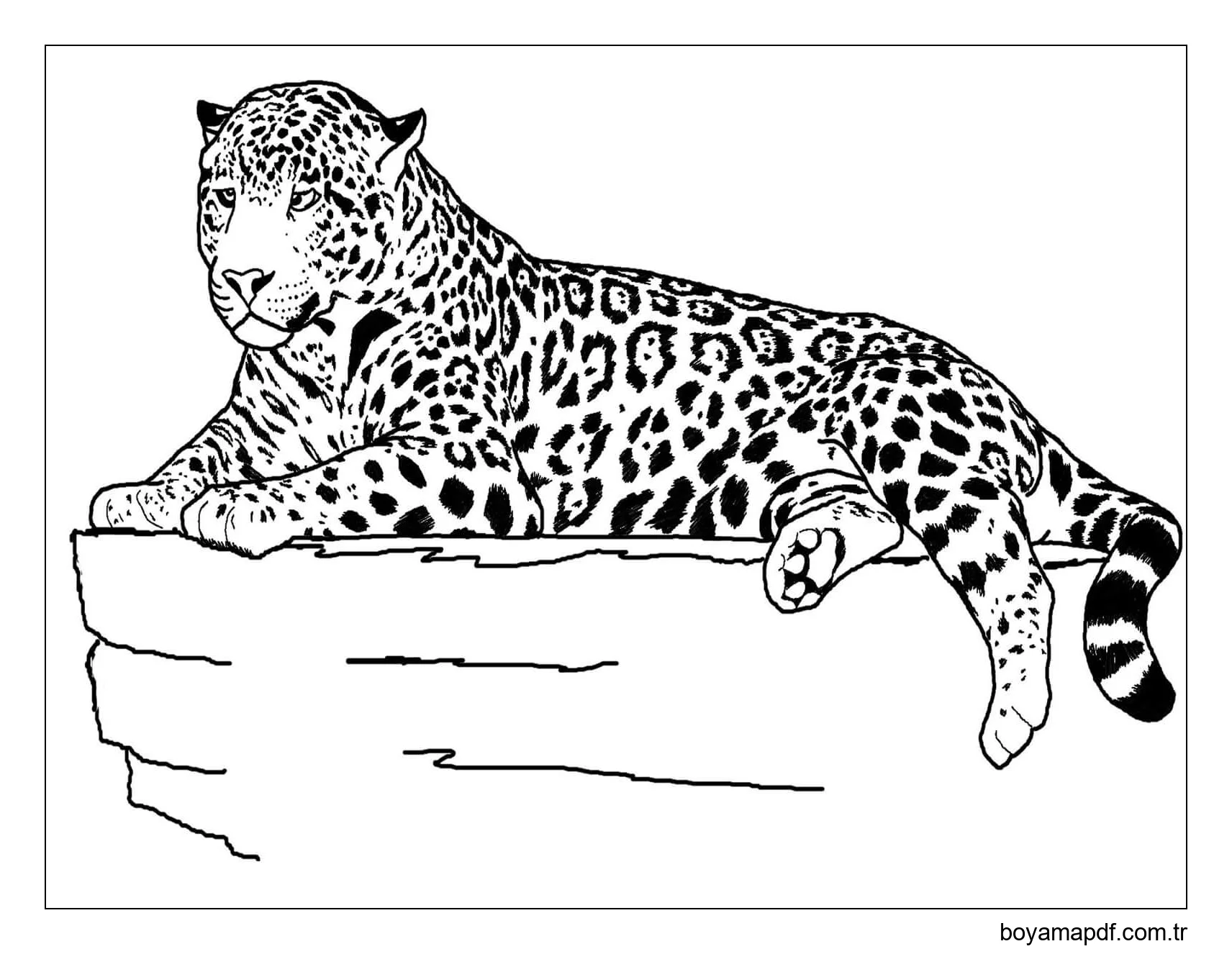 Jaguar Uzanmış Boyama Sayfası