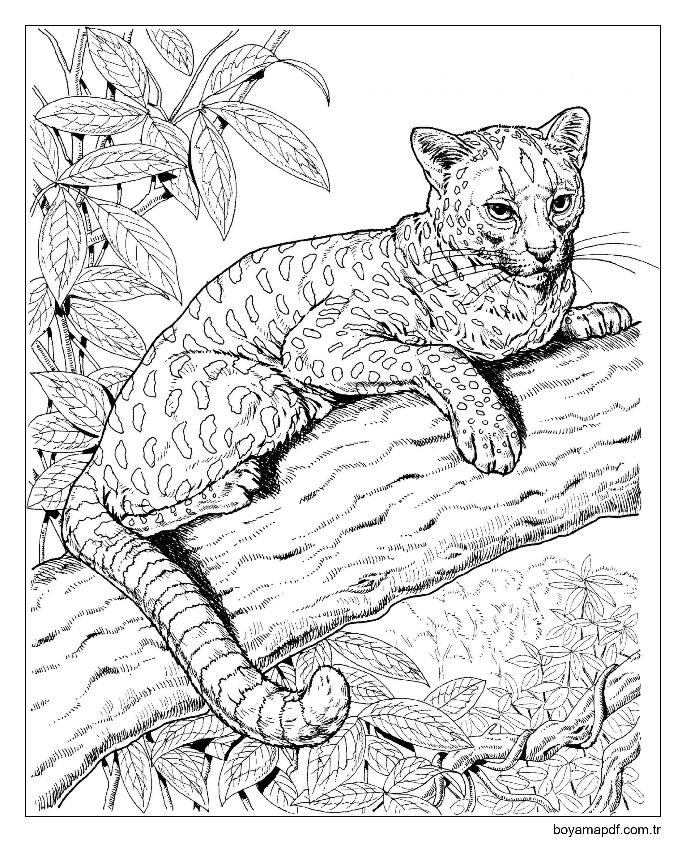 Jaguar Yetişkinler içindir Boyama Sayfası