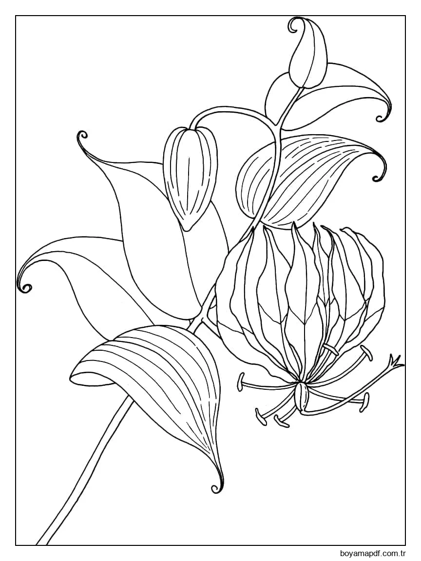Lilyum Resmi Boyama Sayfası