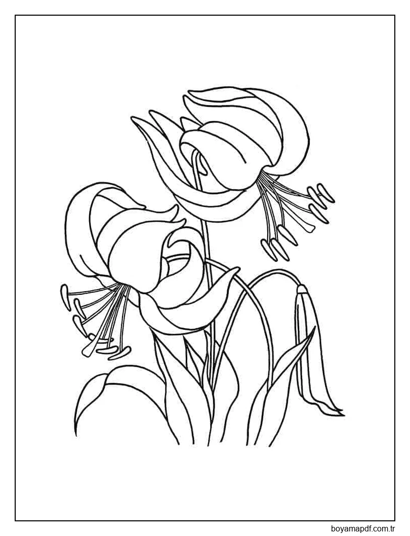 Lilyum Ücretsiz Yazdırılabilir Boyama Sayfası