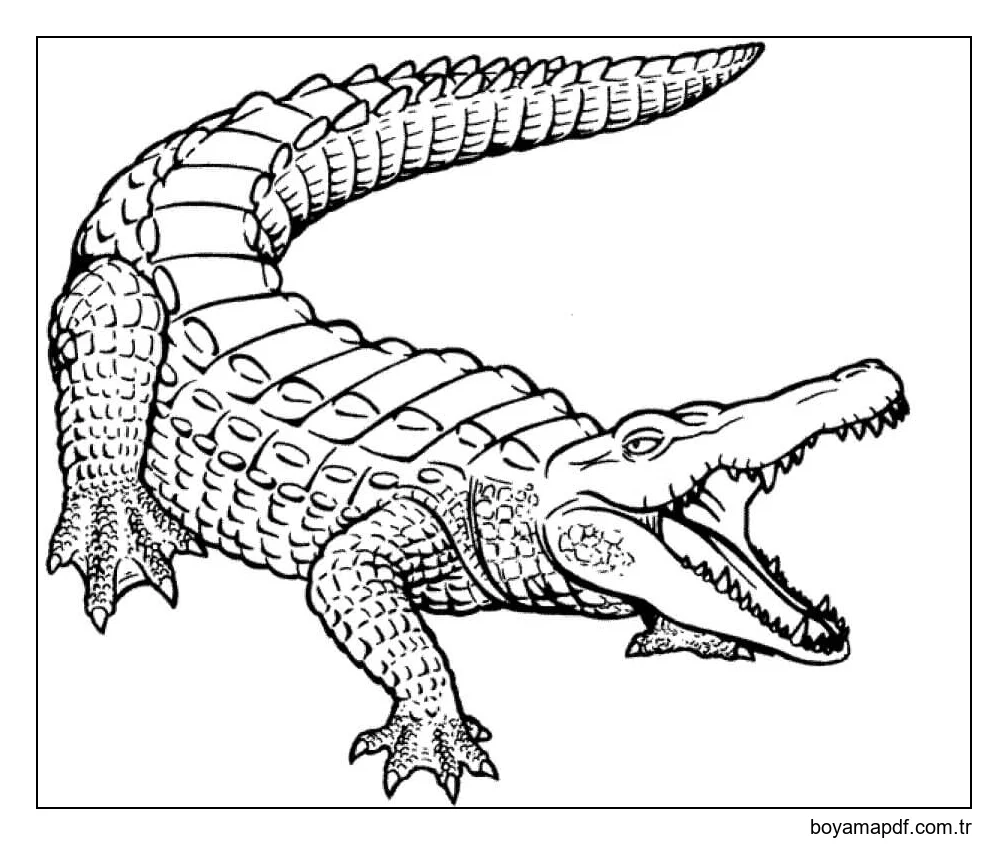 Müthiş Timsah Boyama Sayfası