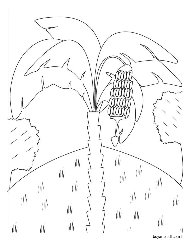 Muz Ağacı Boyama Sayfası