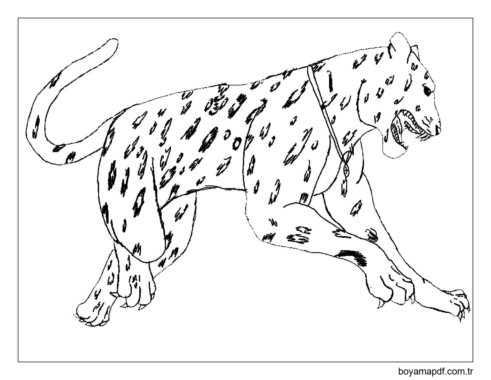 Normal Jaguar Boyama Sayfası