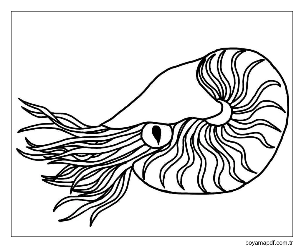 Notilus Boyama Sayfası