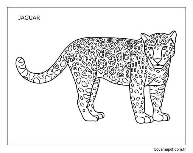Temel Jaguar Boyama Sayfası