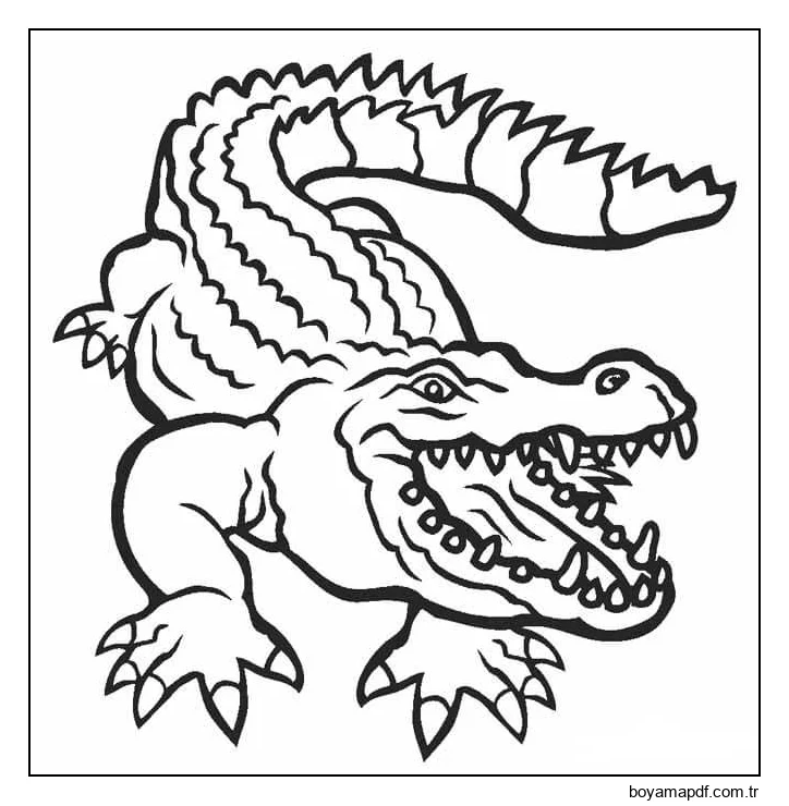 Timsah Çizimi Boyama Sayfası