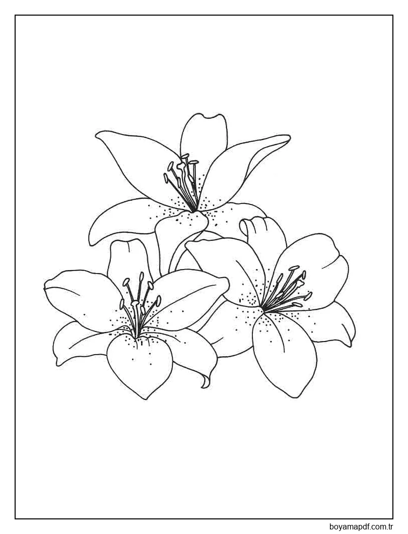 Üç Zambak Çiçekleri Boyama Sayfası
