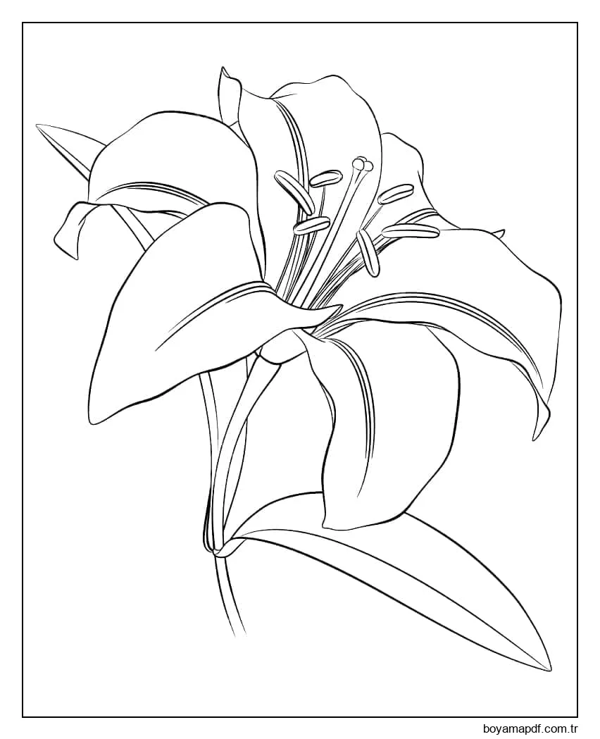 Yazdırılabilir Zambak Boyama Sayfası