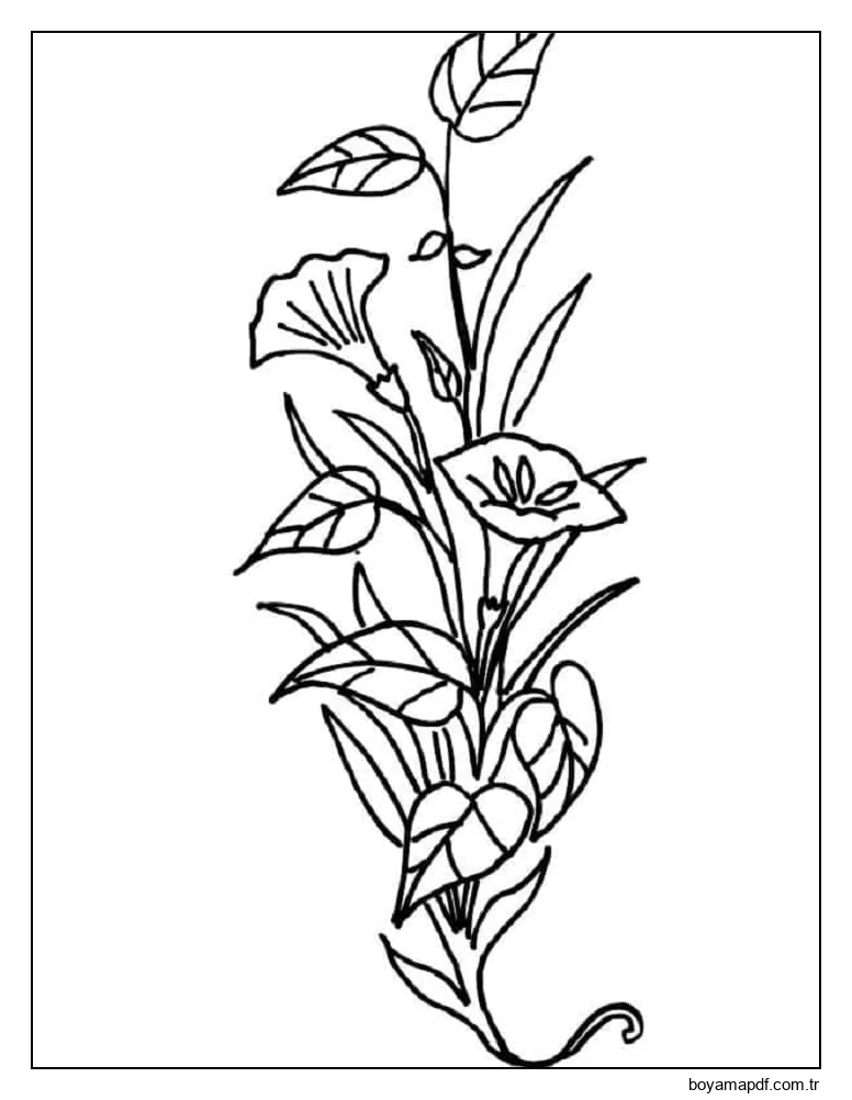 Yazdırılabilir Zambaklar Boyama Sayfası