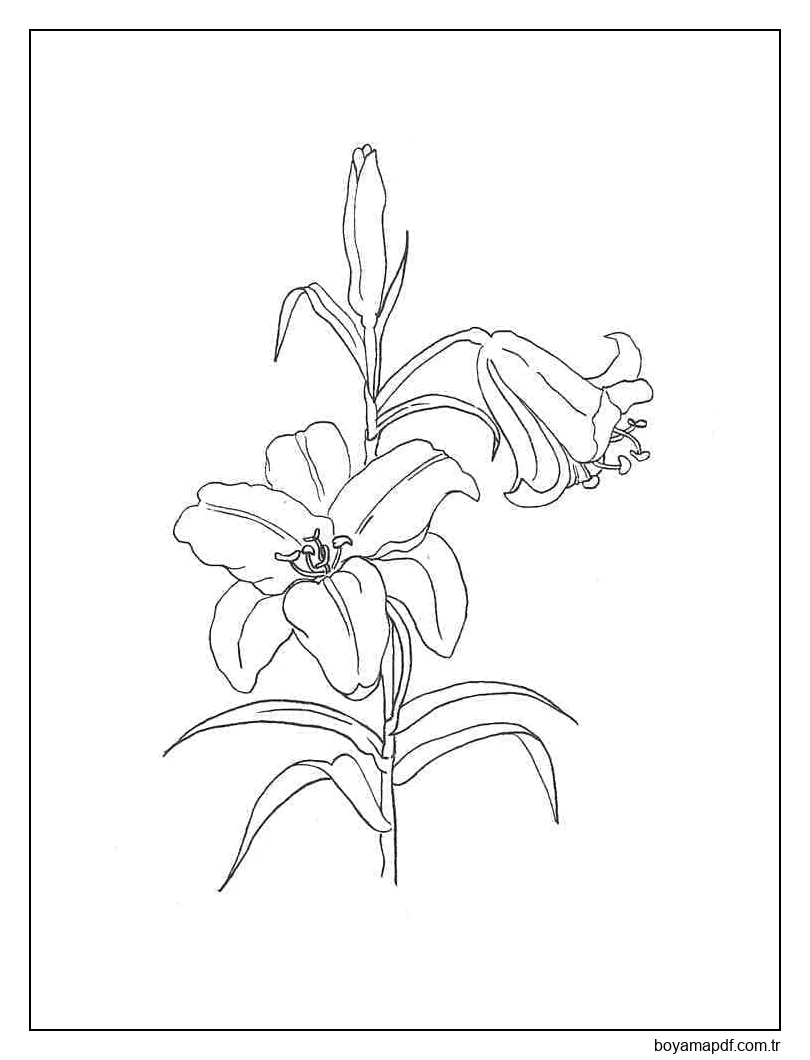 Zambak Çiçekleri Yazdır Boyama Sayfası