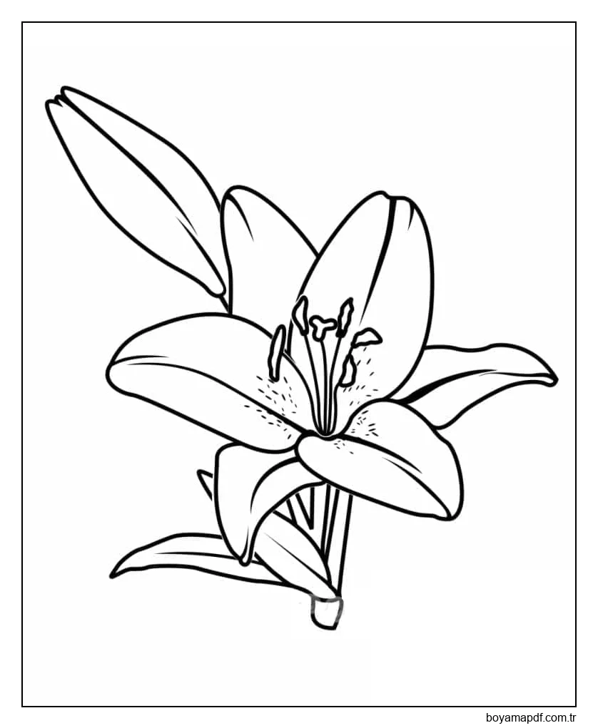 Zambak Yazdır Boyama Sayfası