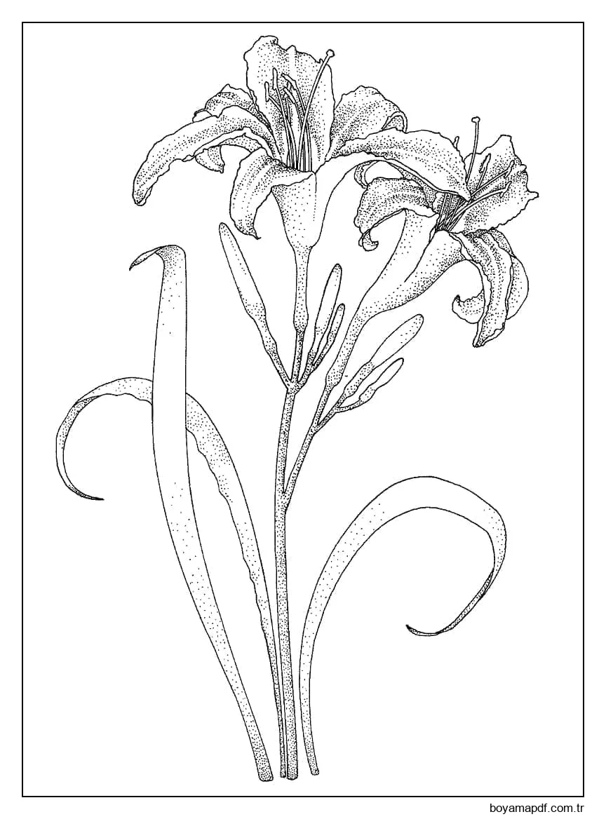 Zambaklar çizimi Boyama Sayfası