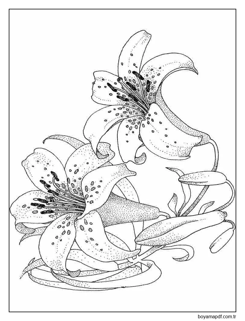 Zambaklar Güzel Boyama Sayfası