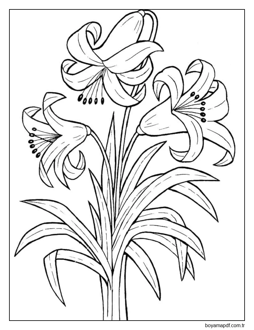 Zambaklar Ücretsiz Boyama Sayfası