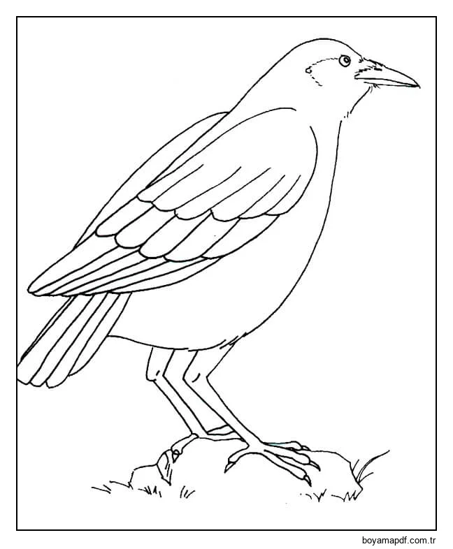 Bir Kayanın üzerinde Duran Kuzgun Boyama Sayfası