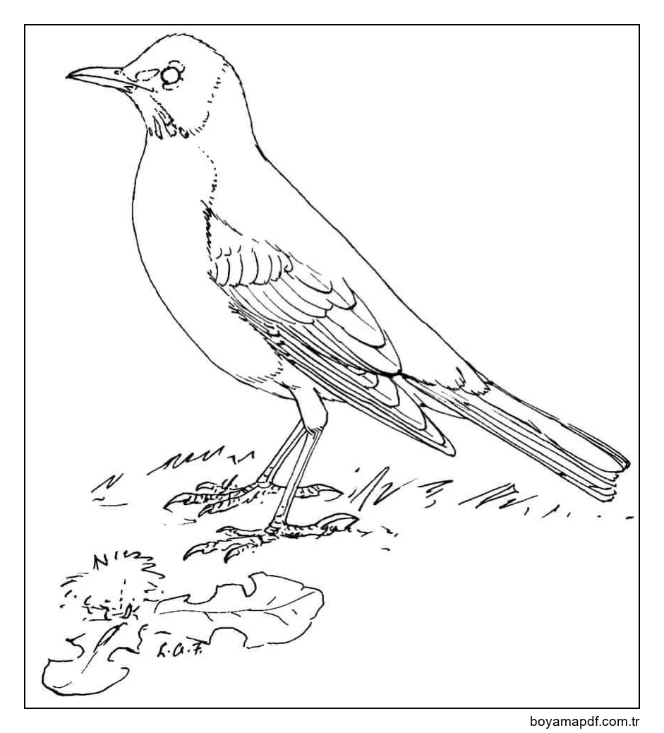 Kuzgun ve Yaprak Boyama Sayfası