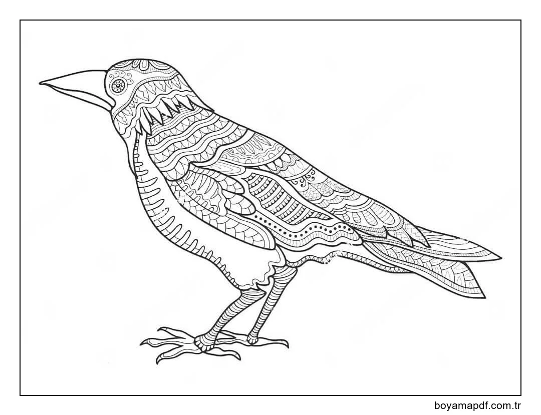 Kuzgun Zentangle Boyama Sayfası