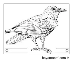 Sevimli Karga Boyama Sayfası